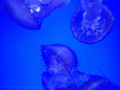 -青岛海底世界-水族馆