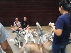 -TrueLove @ Neverland (Husky Cafe)