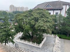 -菩提树下茶咖鼓捣