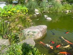 -花水湾红太阳牛肉汤锅