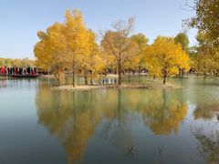 -金塔沙漠胡杨林景区