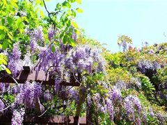 -龙口南山旅游景区