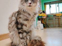 -猫在这儿猫咪咖啡馆·撸猫馆