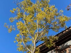 -大理文庙(大理古城)