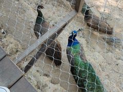 -栾川竹海野生动物园