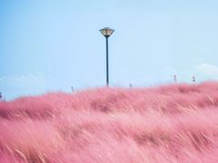-贡湖湾湿地公园