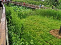 -羊亭河湿地公园