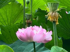 -陈家山荷花公园