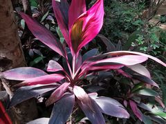 -北京呀路古热带植物园