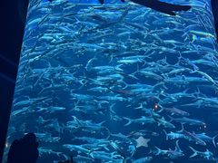 -香港海洋公园