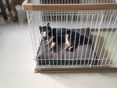 -宠福鑫康馨动物医院·骨科·眼科