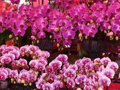 -越秀西湖花市(广州城市广场花卉店)