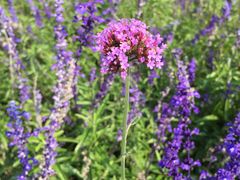 -北京东方普罗旺斯薰衣草庄园