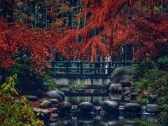 -上海共青森林公园