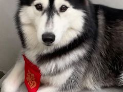 -星多哈·狗咖·拼豆·咖啡
