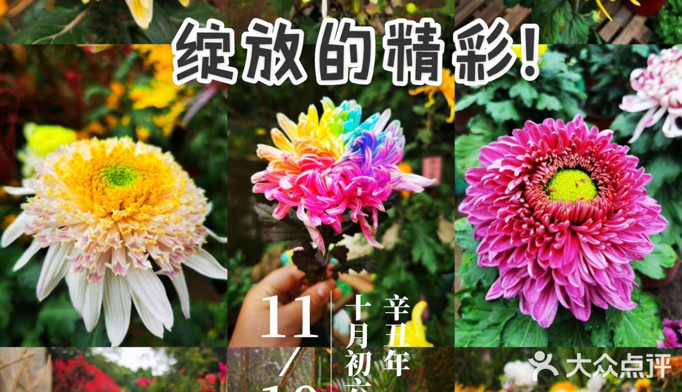秋日胜春朝。如此绽放之美，怎能不撼动