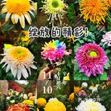 秋日胜春朝。如此绽放之美，怎能不撼动