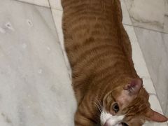 -猫宠乐园·专业洗护