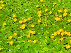 -西昌邛海湿地