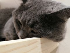 -逗柴咖啡屋·狗咖猫咖宠物桌游