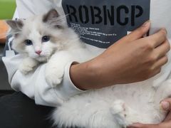-北京观赏动物医院·24小时大型综合·猫专科·异宠专科