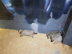 -酷嗒动物文化乐园(cutezoo西溪乐天城店)