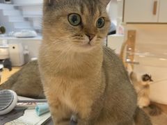 -COLOR PETS 撸猫馆·购猫·猫咖(长风大悦城店)