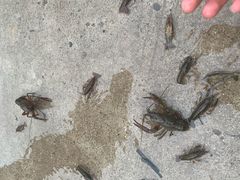 -祥源·阜阳生态乐园