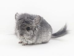 -龙猫仔乐园(惠福东路店)