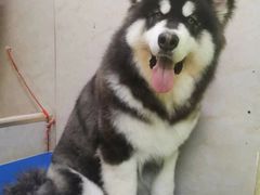 -沐沐家宠物(成寿寺店)