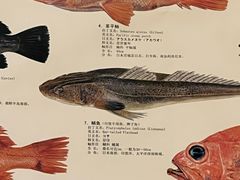 -镹·鱼料理  国产鱼使用店