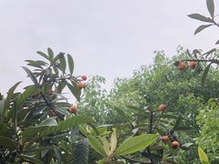 -塘栖枇杷特色园区