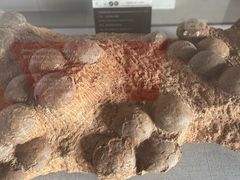 -西峡恐龙遗迹园