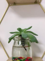 -凡碧诗毛孔收细