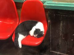 -猫咪博物馆(顶澳仔猫街店)