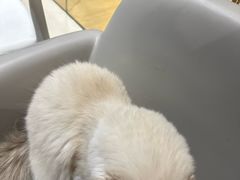 -藏猫猫咖啡主题馆(中央大道店)