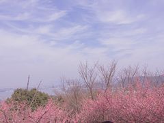 -香雪海