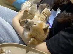 -逗柴咖啡屋·狗咖猫咖宠物桌游