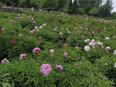 -黑龙江省森林植物园