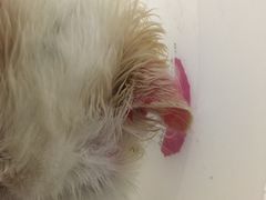 -北京观赏动物医院·24小时大型综合·猫专科·异宠专科