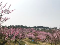 -秀丽东方