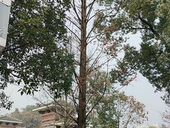 -潜山国家森林公园
