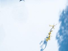 -少华山国家森林公园