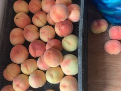 -南汇新场正宗水蜜桃采摘