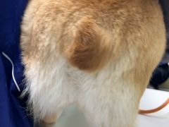 -宠物星动物医院·眼科·异宠·猫科(江南大道总院)