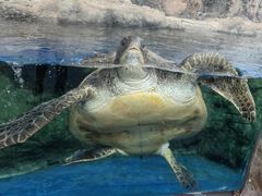 -珠海长隆海洋王国