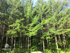 -塞罕坝国家级自然保护区