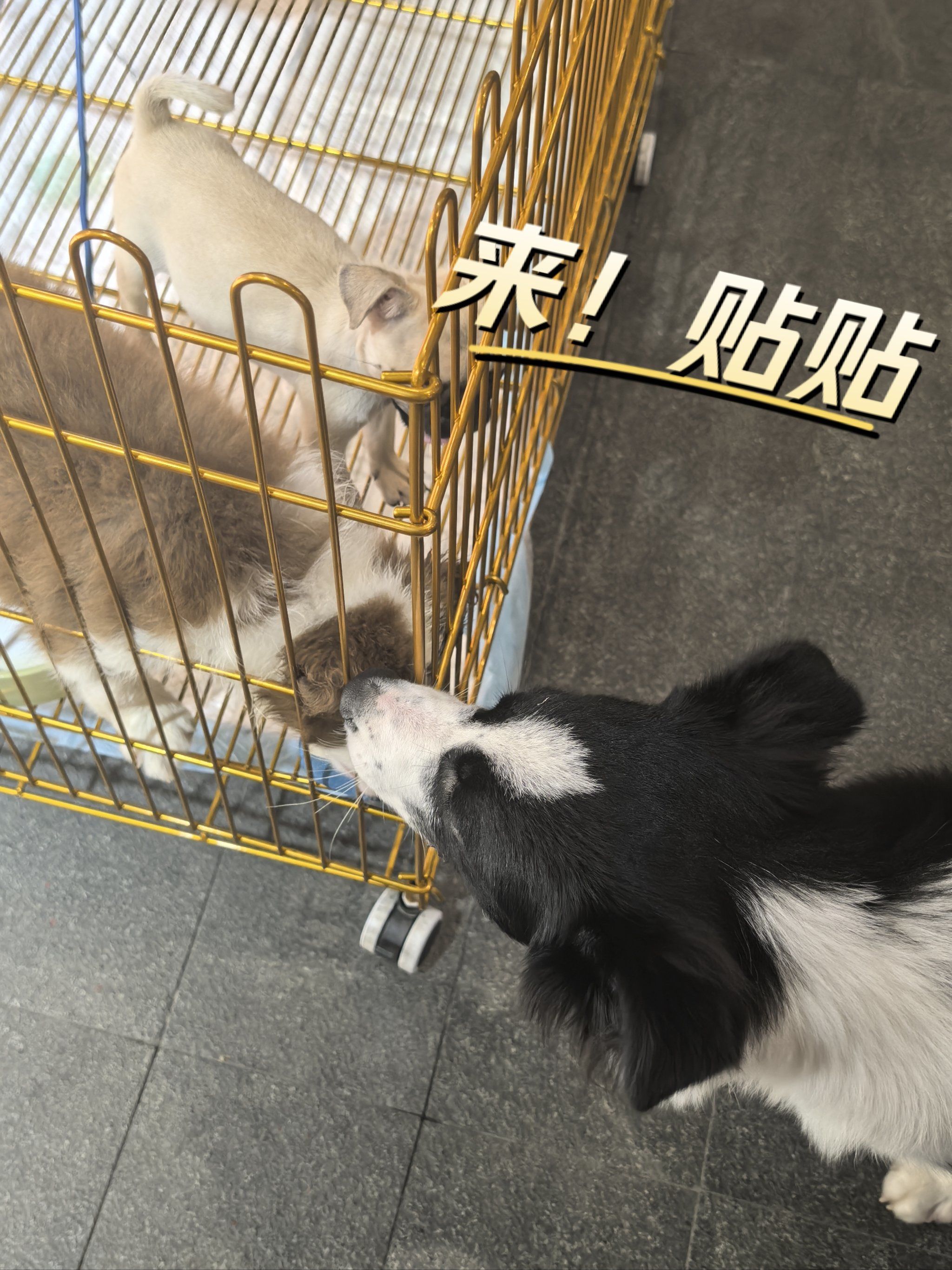 大边牧隔着笼子来贴贴 真是暖男狗狗
