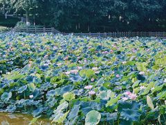 -龙头寺公园