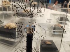 -北京周口店北京人遗址博物馆